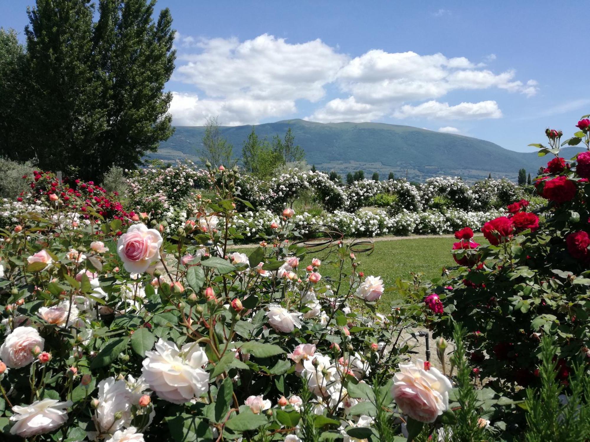 Il Fienile Di Assisi Villa Kültér fotó